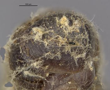 Media type: image;   Entomology 22223 Aspect: abdomen dorsal view
